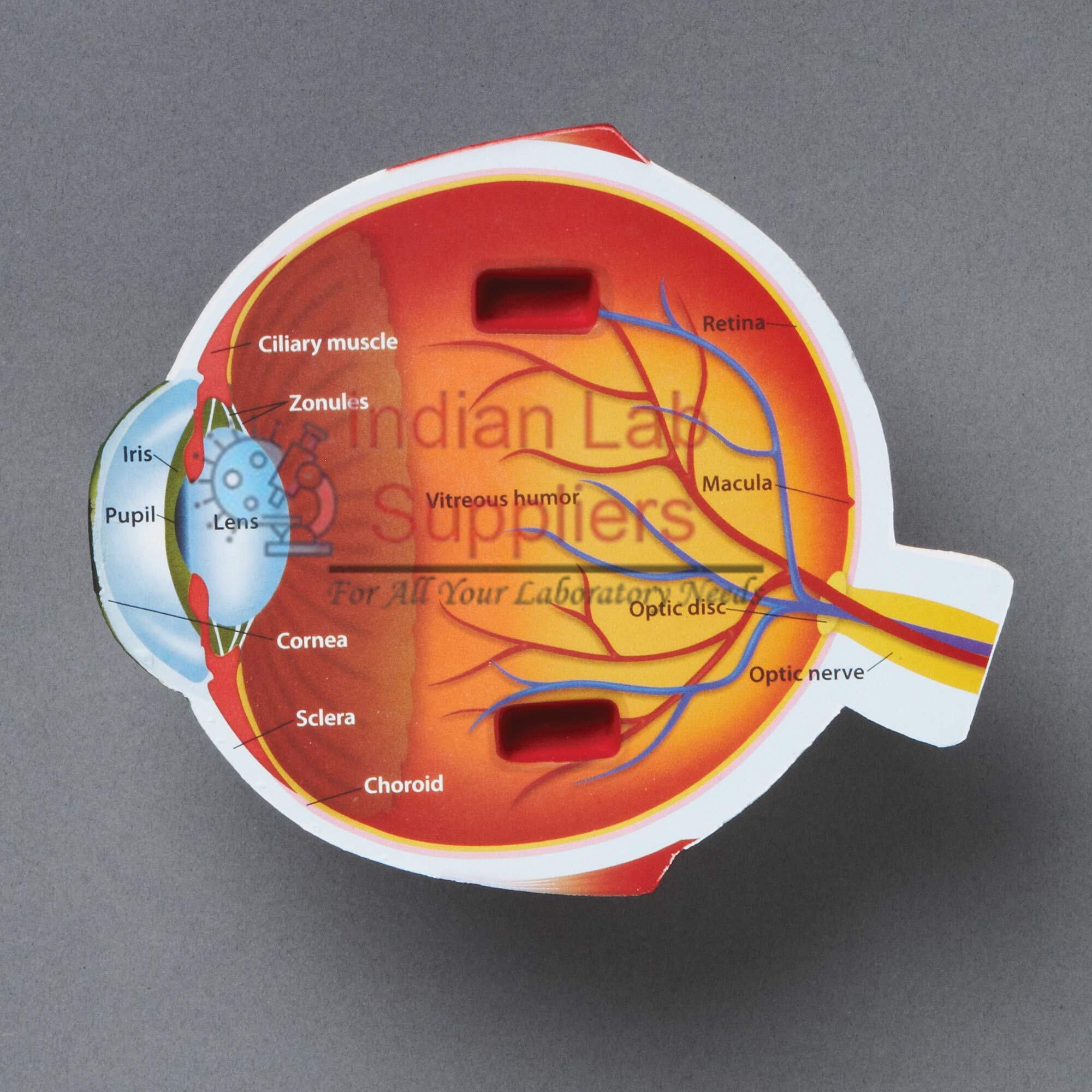 Human Eye Model Chart